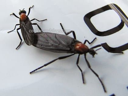Swarms of Love Bugs in Florida during mating season – dead bugs #nature #photography