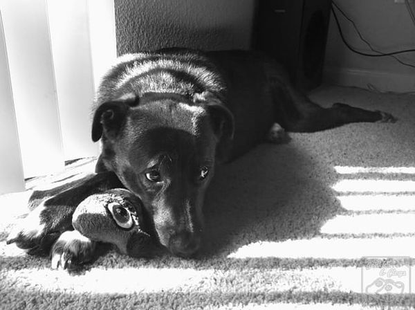 Dog Days of Summer #WW
