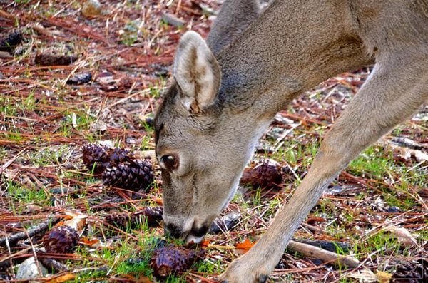 Black tail mule deer in Yosemite