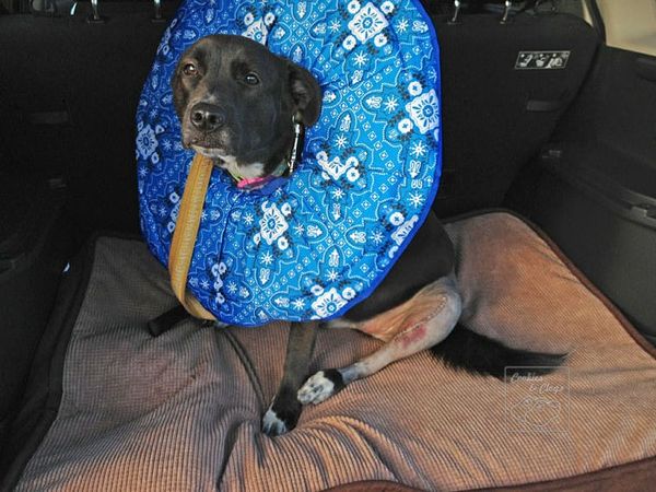 Speckles Dog Torn CCL Ligament Post Surgery