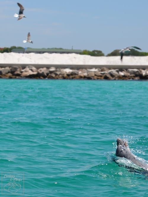 Dolphin and Seagulls Playing in the waters around Destin Florida