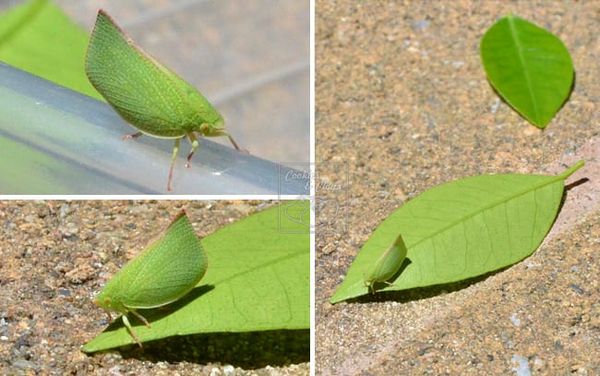 Conehead Planthopper / Acanalonia conica looks like leaf bug