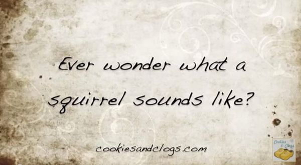 Sounds From A Freaky Neighborhood Squirrel