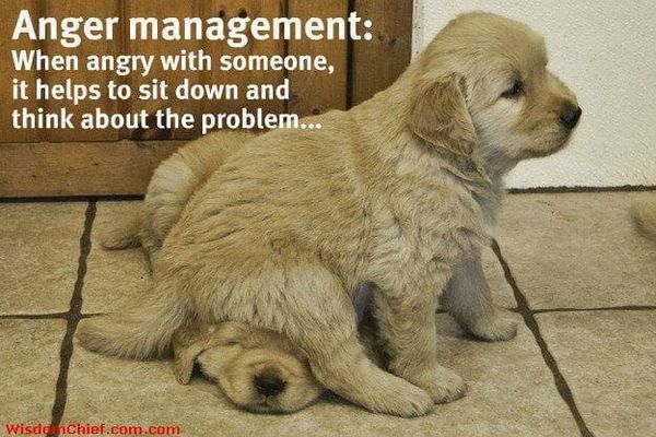 Quote About Life Anger Management w/ Puppies Sitting on Each Other #Quote