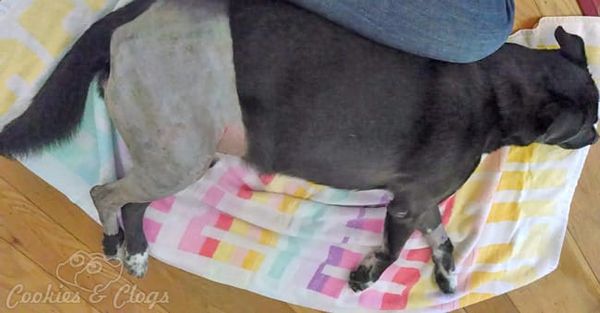 Speckles - Dog Cruciate Ligament TPLO CCL ACL Surgery & Recovery