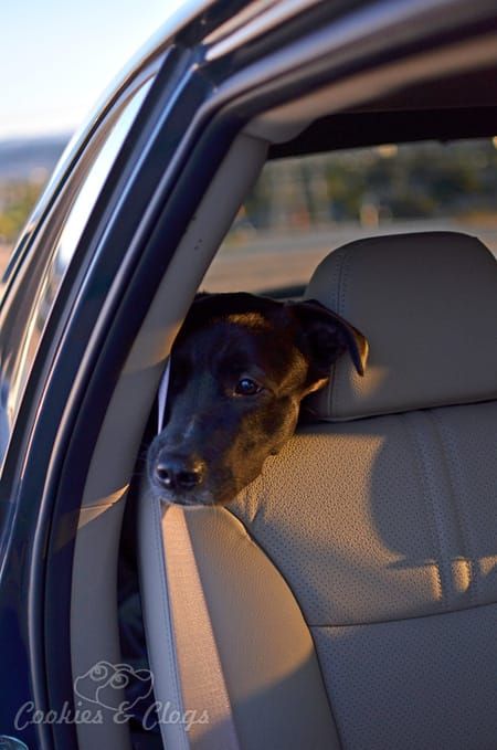 Our dog, Speckles, basking in the light of the sunset in the backseat of a 2014 Kia Sorento Car