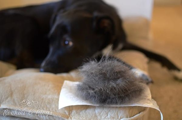 Luma Comfort AP400W Air Purifier Review - Dog / Pet Hair / Fur