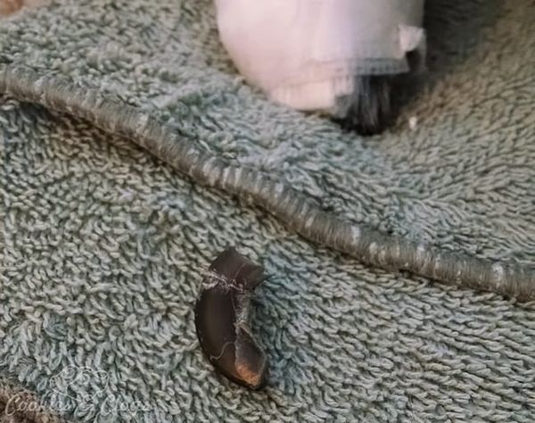 Speckles, our dog, ripped her nail off completely including the quick. It will not be growing back... #dogs
