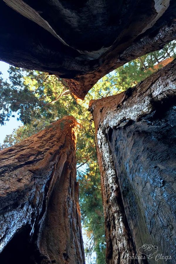 Nature Photography : Giant Sequoia Trees in California