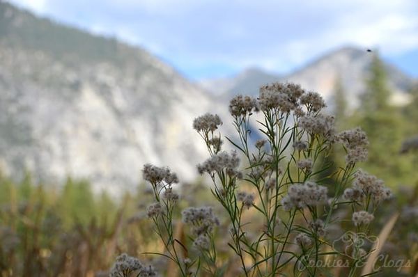 Kings Canyon National Park is in California. This nature photography was taken at Zumwalt Meadow.