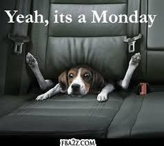 Quotes | Motivational Monday | Funny but cute quote about life. Feat. adorable puppy in a car seat.
