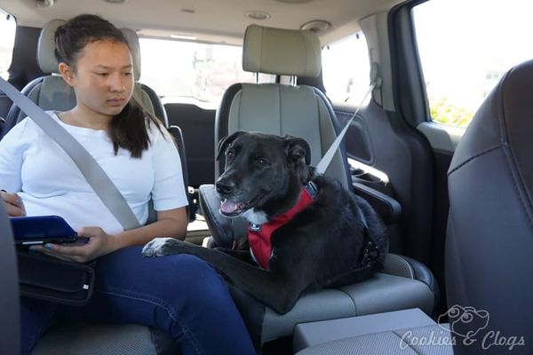Cars | Travel | Family | See how the 2015 Kia Sedona handled a trip to the city, device loaded passengers, and dogs in this c