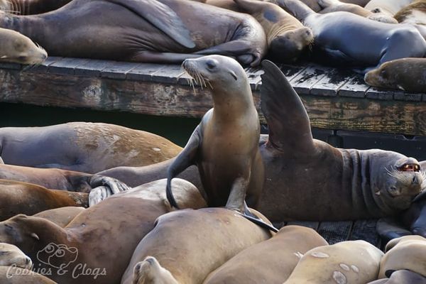 Travel | There are so many things to do with kids (or without) at Pier 39 in San Francisco, CA. Check out the aquarium, Rocke