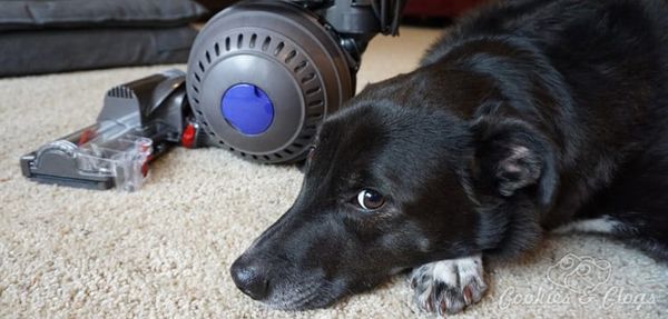 Home | Housecleaning | Technology | Electronics | The new Dyson Ball Animal upright vacuum is out but does it work well? Find