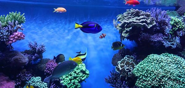 Movies | We went behind-the-scenes to check out Finding Dory at the Monterey Bay Aquarium. Find out how the animators drew in
