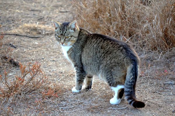 Pets | Cats | June is Adopt-a-Shelter-Cat Month so enter this giveaway from Cat’s Pride Fresh & Light Ultimate Care Litter. P
