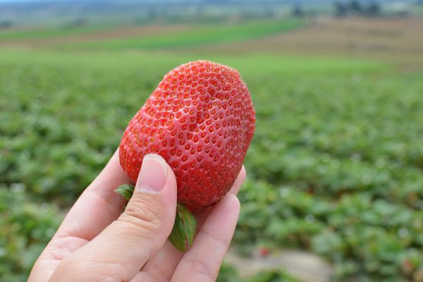 California strawberry fields with huge red strawberry | Food | Events | Celebrate National Strawberry Shortcake Day at Macy's