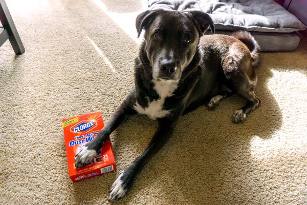 Cookies & Clogs | Pets | It's so nice having a dog but it's not so nice having to deal with stray pet hair everywhere. See ho