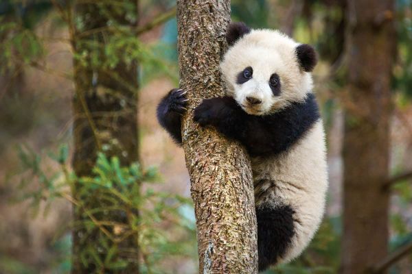 Cookies & Clogs | Movies | Monkey, leopards, and bears — oh my! I'm so excited for the new Disneynature Born in China movie!