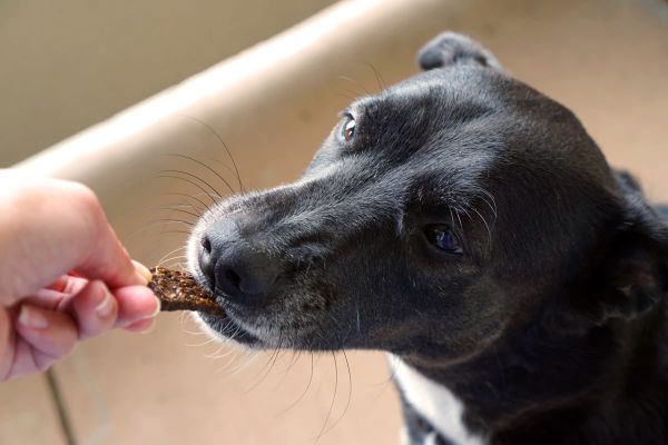 Cookies & Clogs | SPIKE jerky treats for dogs are all natural, grain and gluten free, and come in four flavors. My dog loves