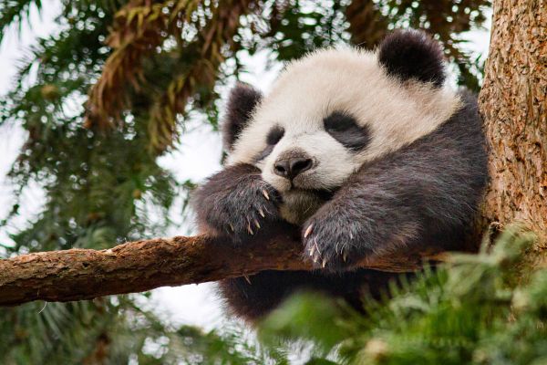 Cookies & Clogs | Born in China Printable Fun Facts and baby panda video clip.