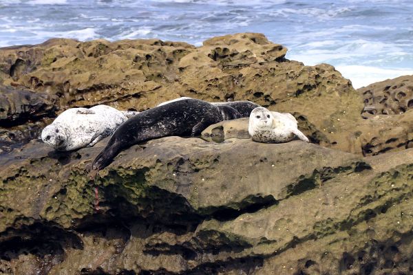 Exploring La Jolla, CA in the 2018 Hyundai Elantra GT. Mother seal and pups