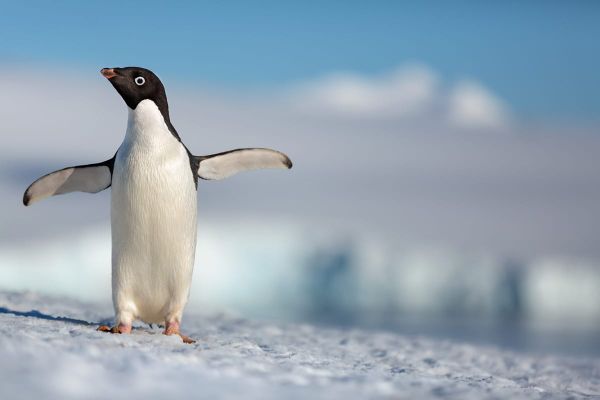 Disneynature PENGUINS new trailer. Release date - Earth Day 2019
