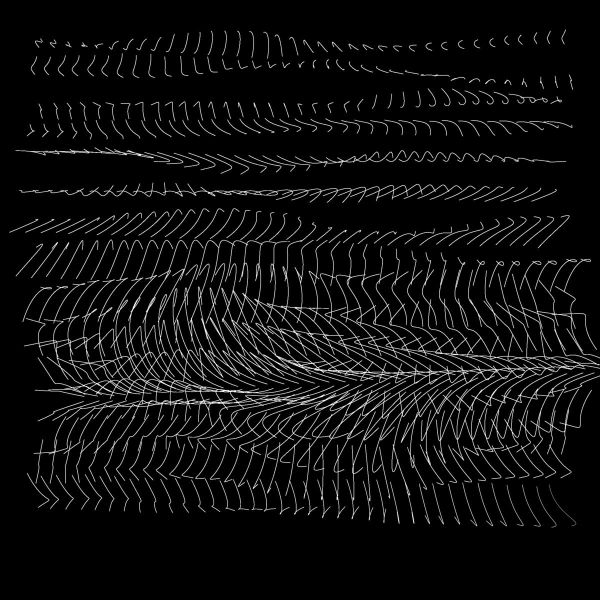 New release: Hibiscus kokio by Tradescantia zebrina