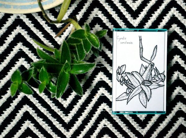 "Pansy" EP Pre-Release to benefit the Transgender Law Center, and Action For Trans Health