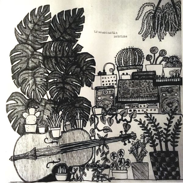 Tradescantia zebrina release