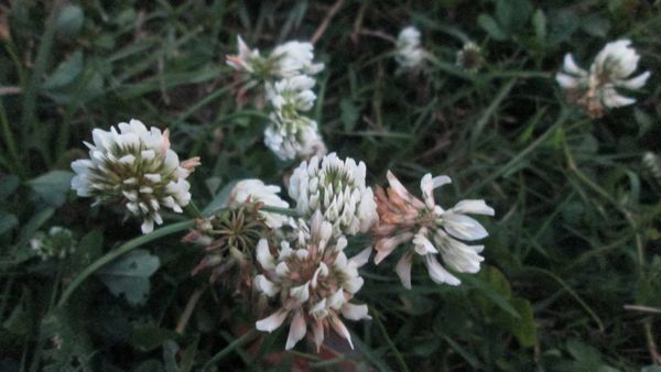 Queer people gathering in public is still a brave political act: the Orlando Pulse nightclub shooting