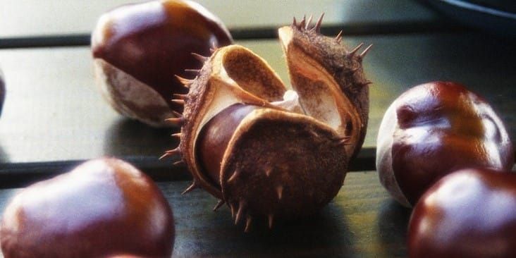 Episode 27: American Chestnut