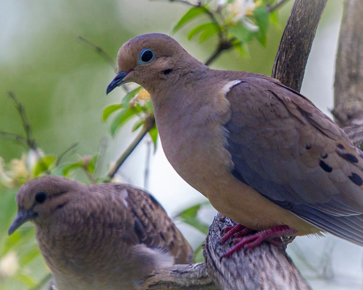Mourning doves mate for life