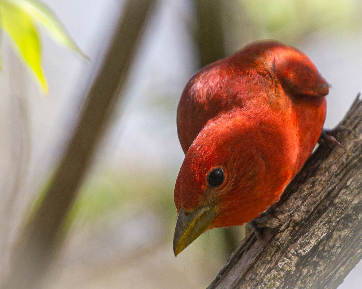 Not all red birds are cardinals