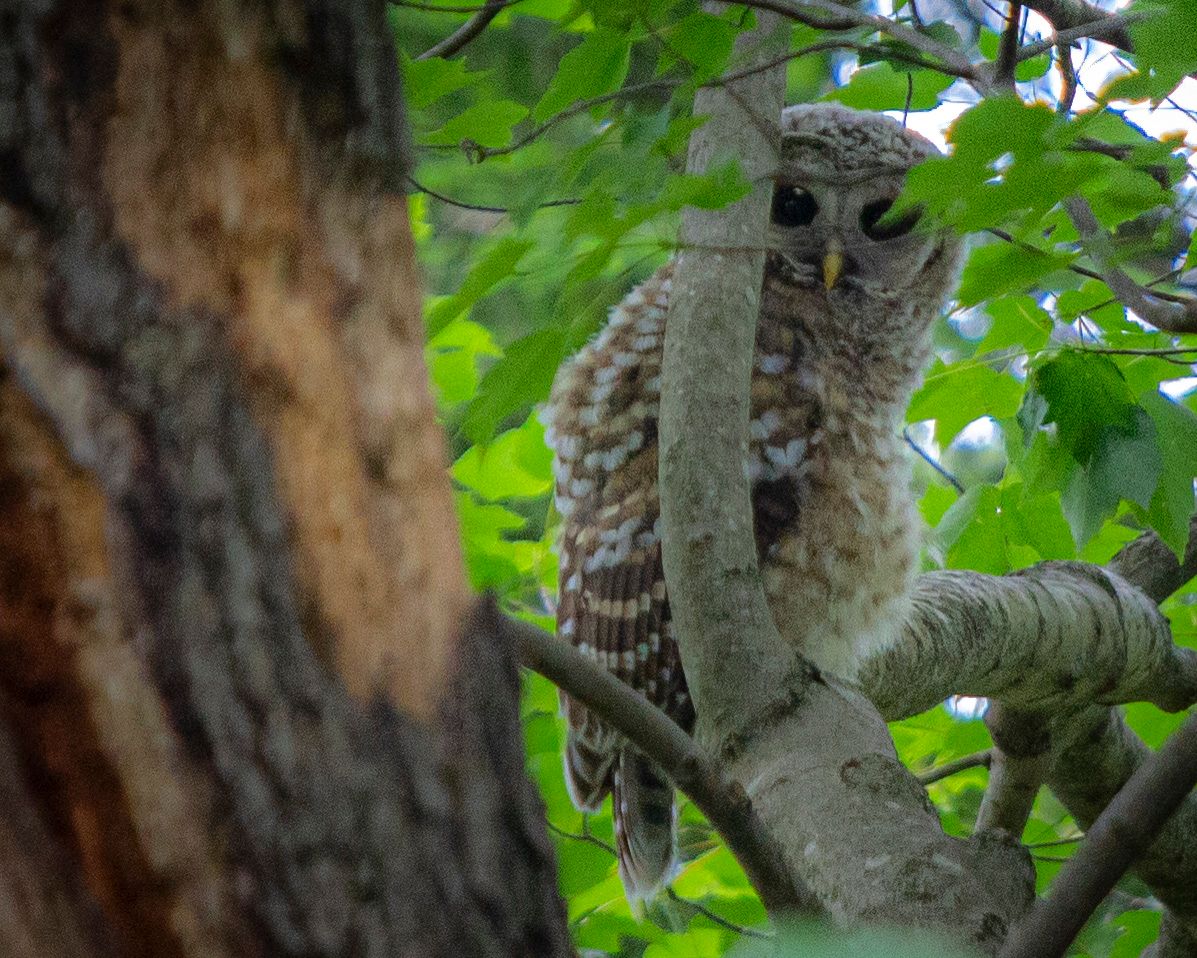 Birds of Berea: the Barred Owl
