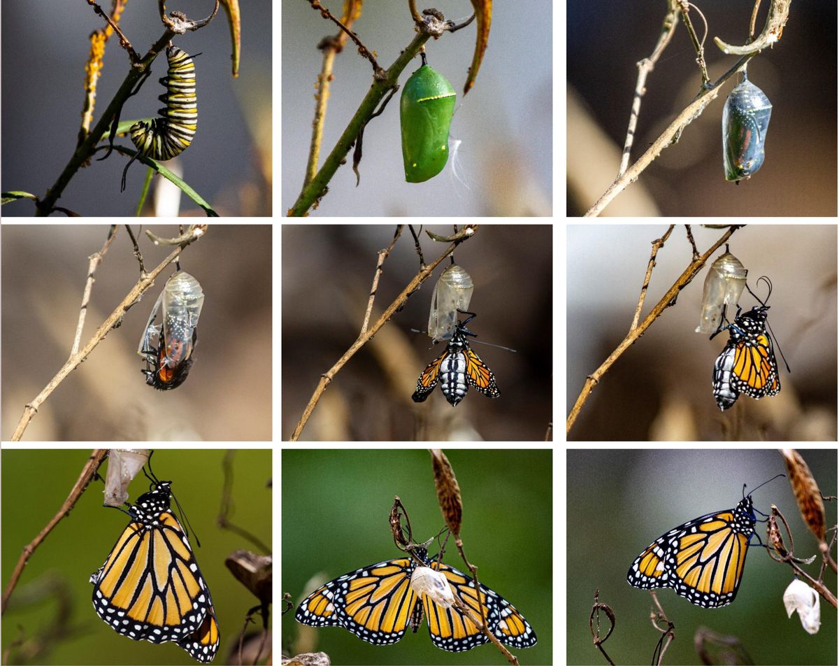 Butterflies of Berea: The Monarch in all its stages