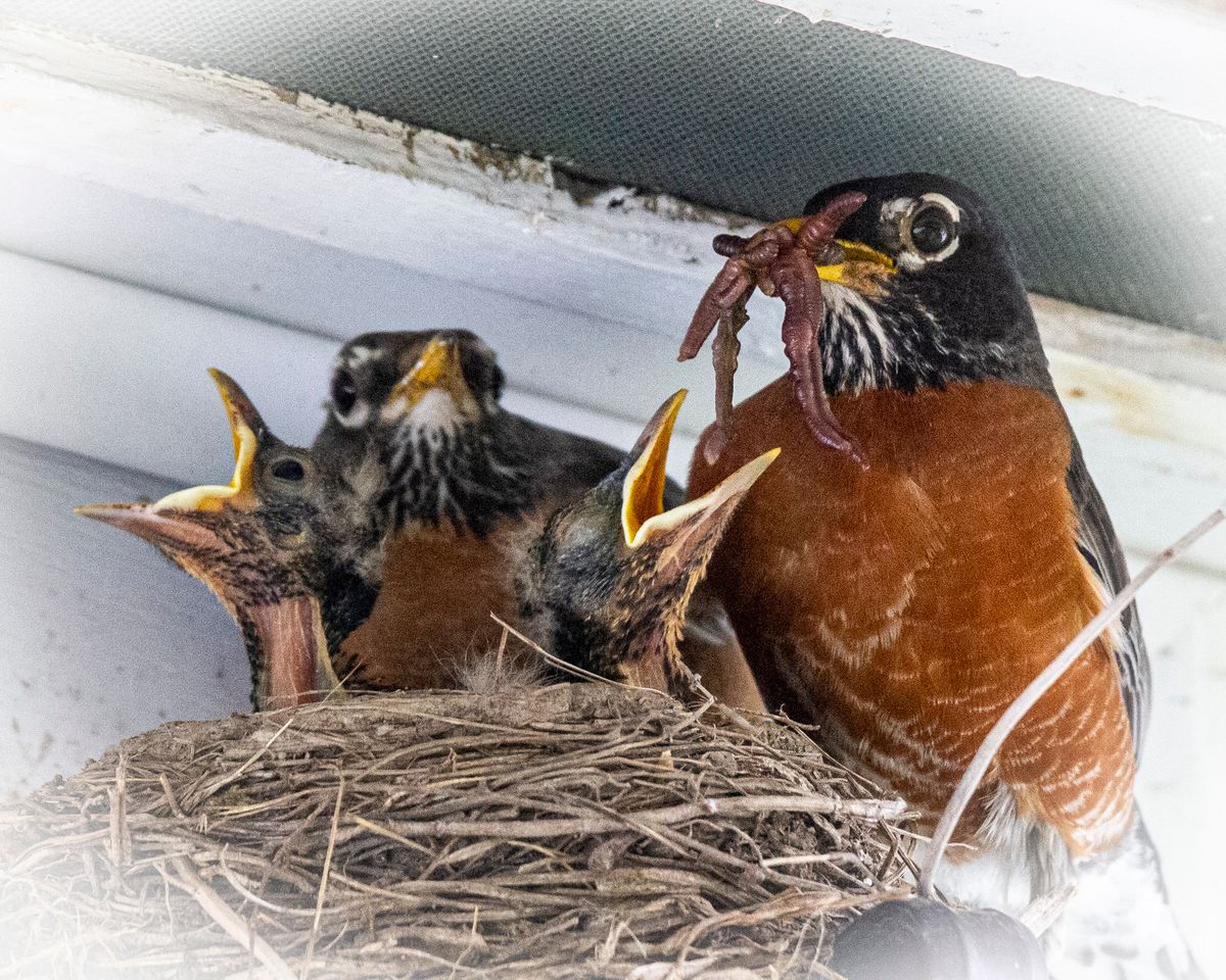 Robins hatch their young up to three times each summer
