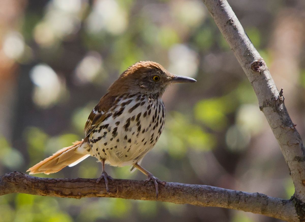 The piercing eyes of the brown thrasher