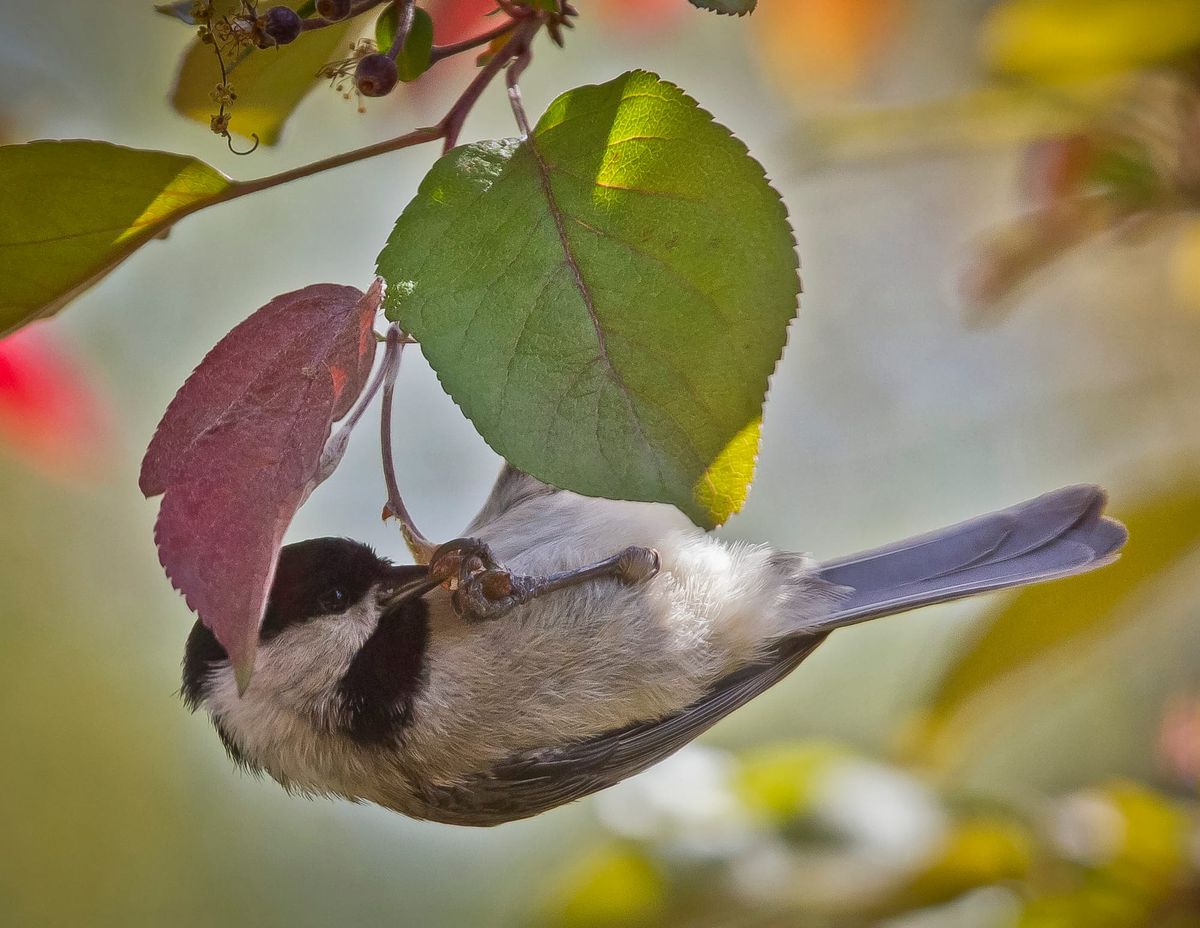 How many “dees” can a Chickadee dee?