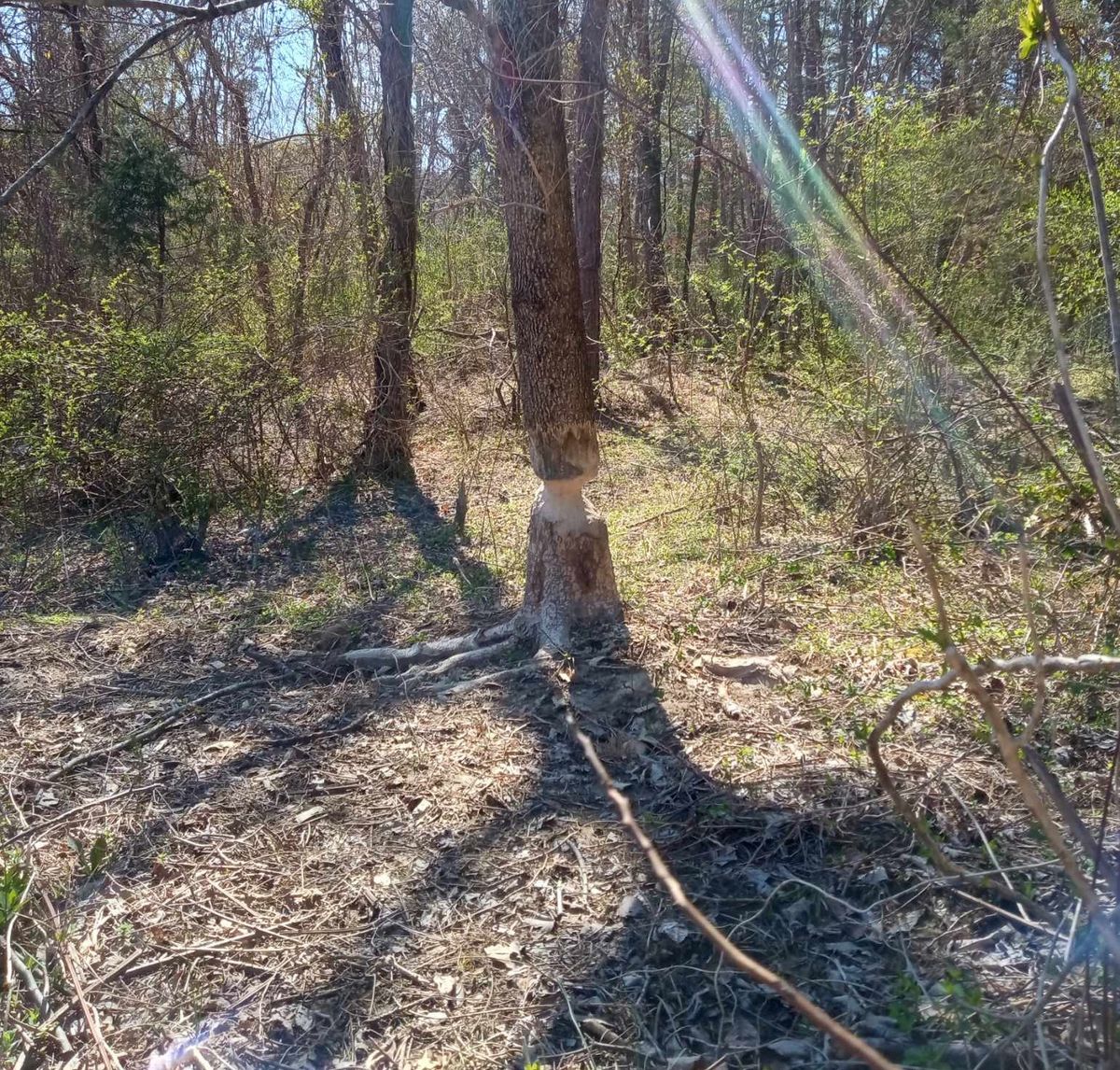 Earth Warriors clear up Owsley Fork