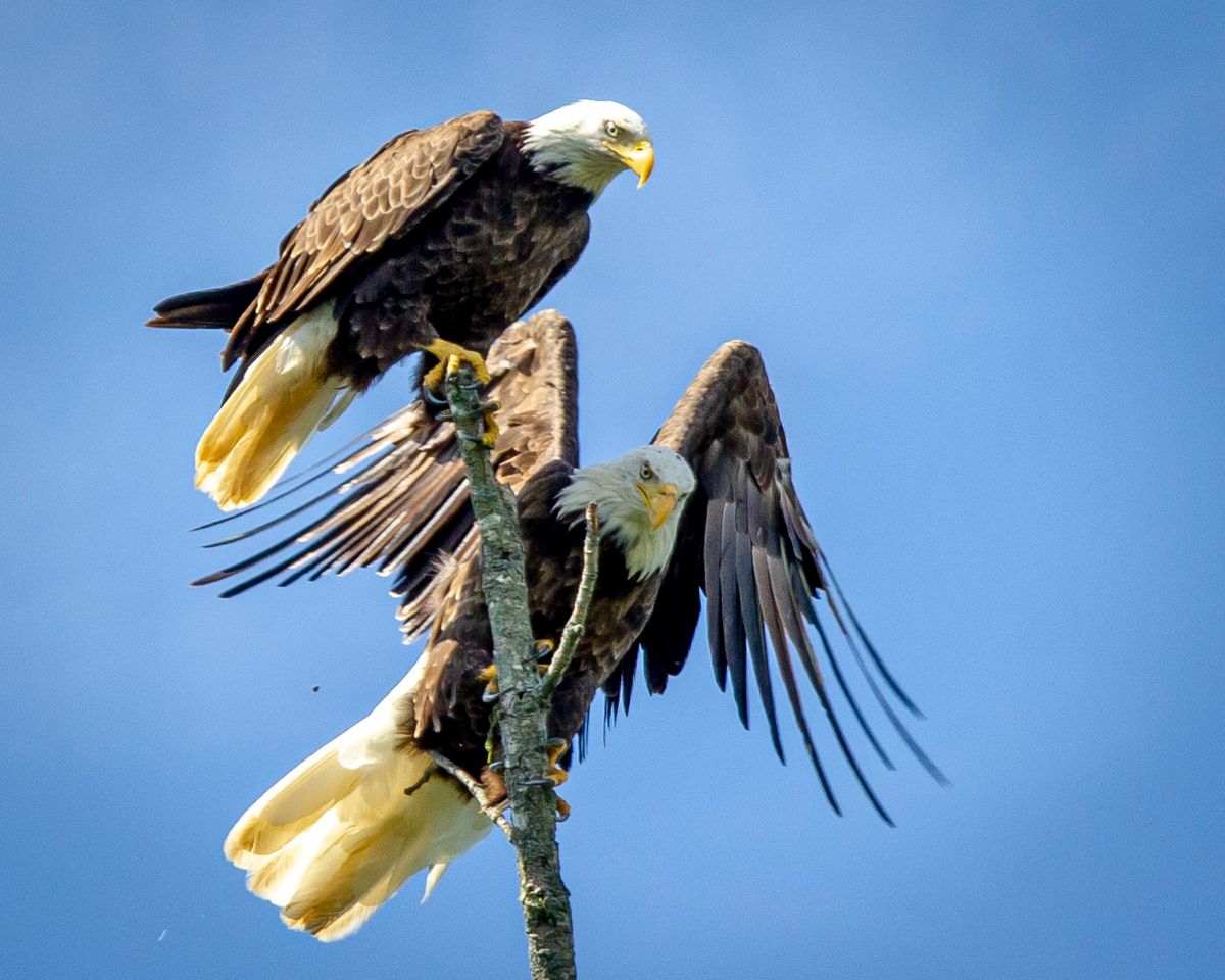 Bald eagle pair visits in town