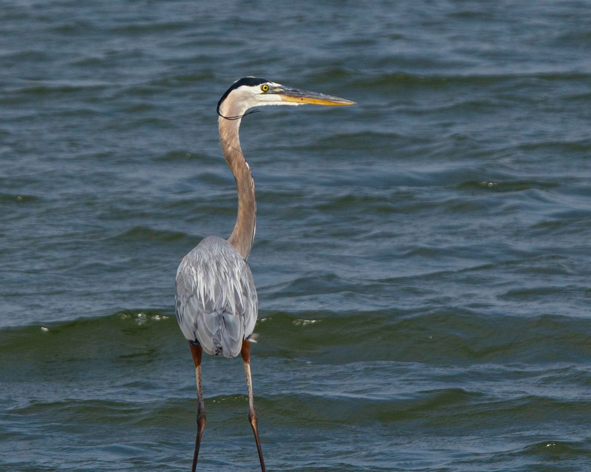 The largest heron in North America