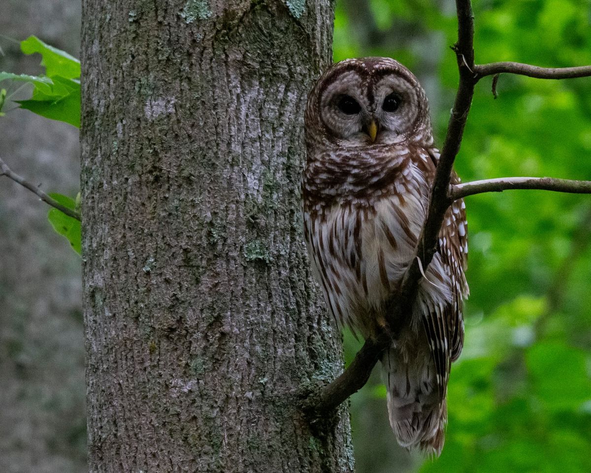 'Who cooks for you?'