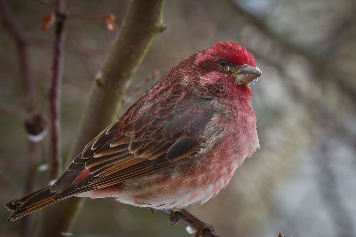 The purple finch: less common than before