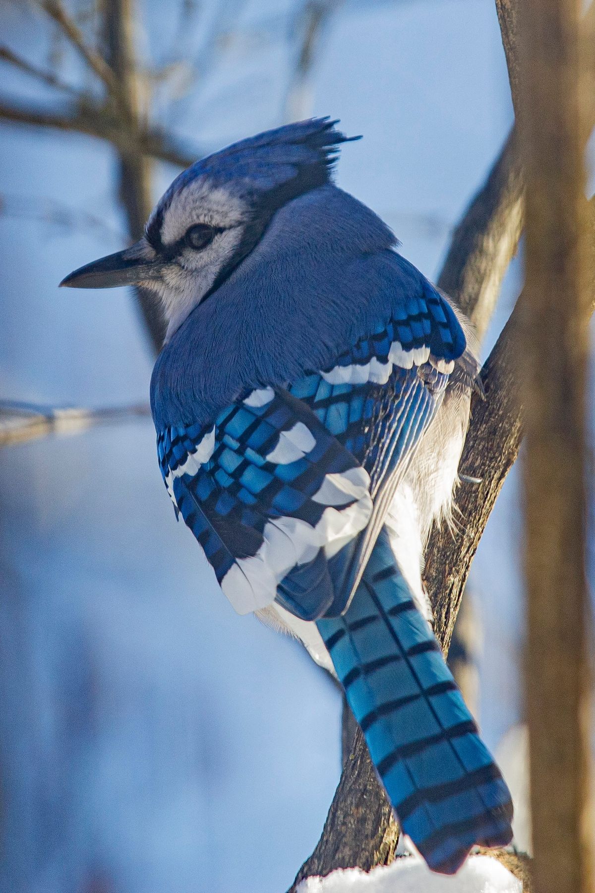 Smart, loud, prolific blue jays