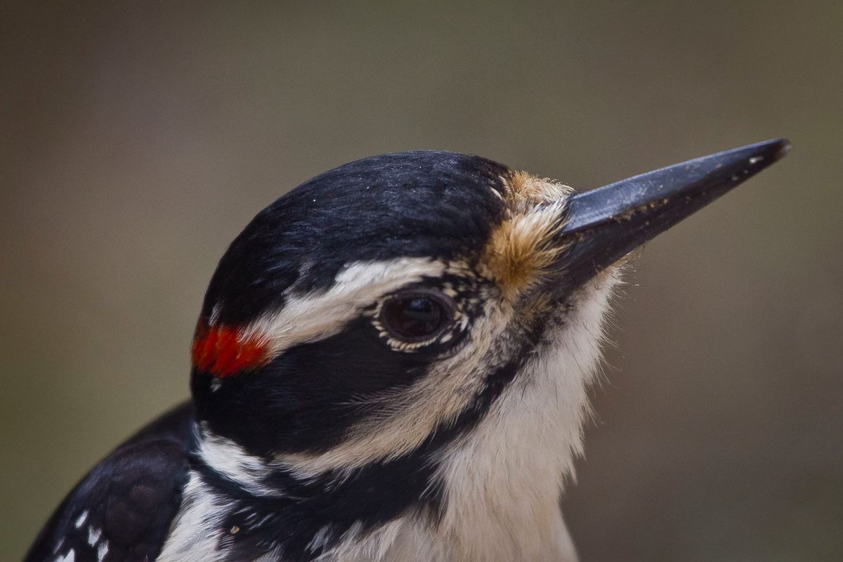 The hairy woodpecker