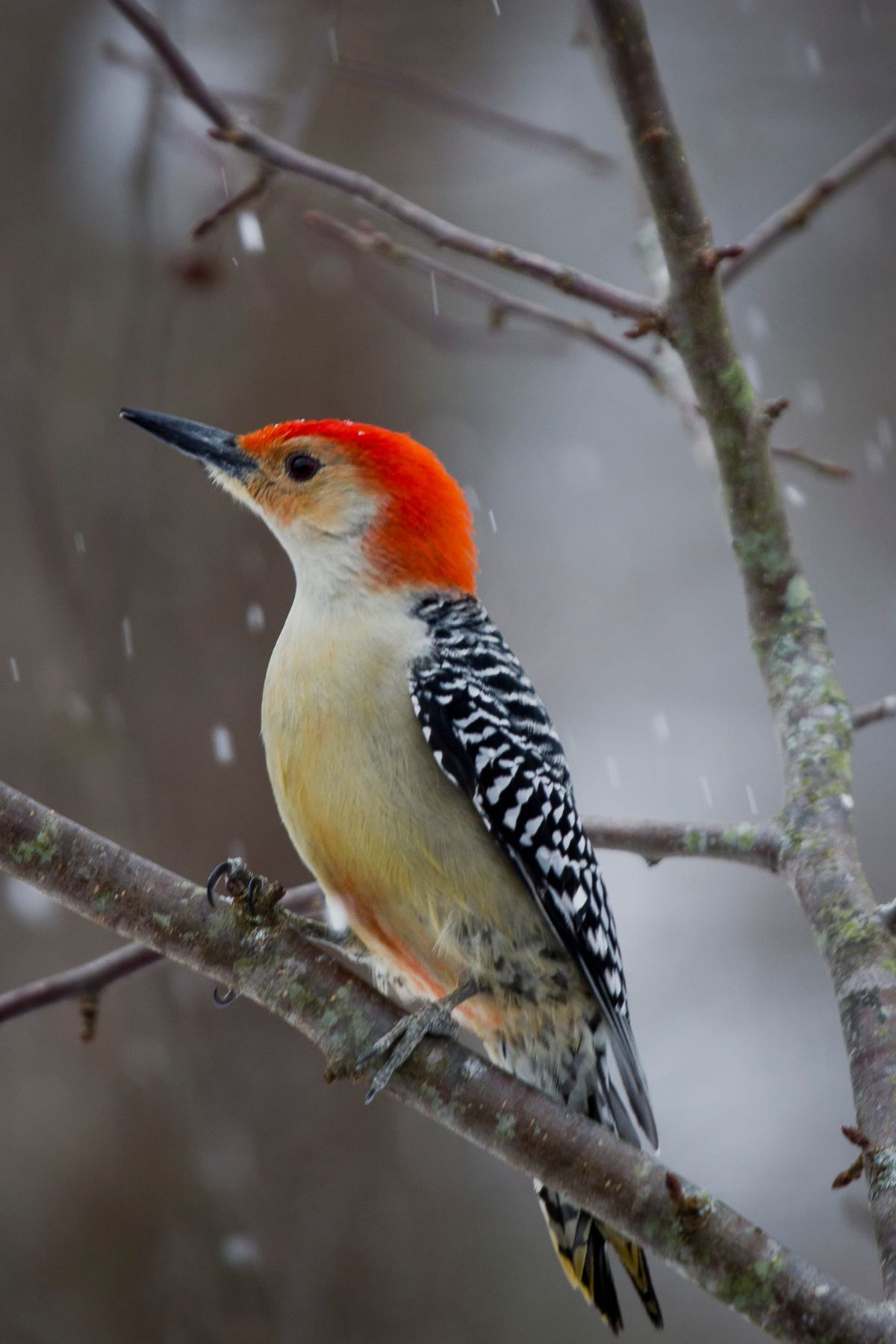 What was the first bird at your feeder in 2026?