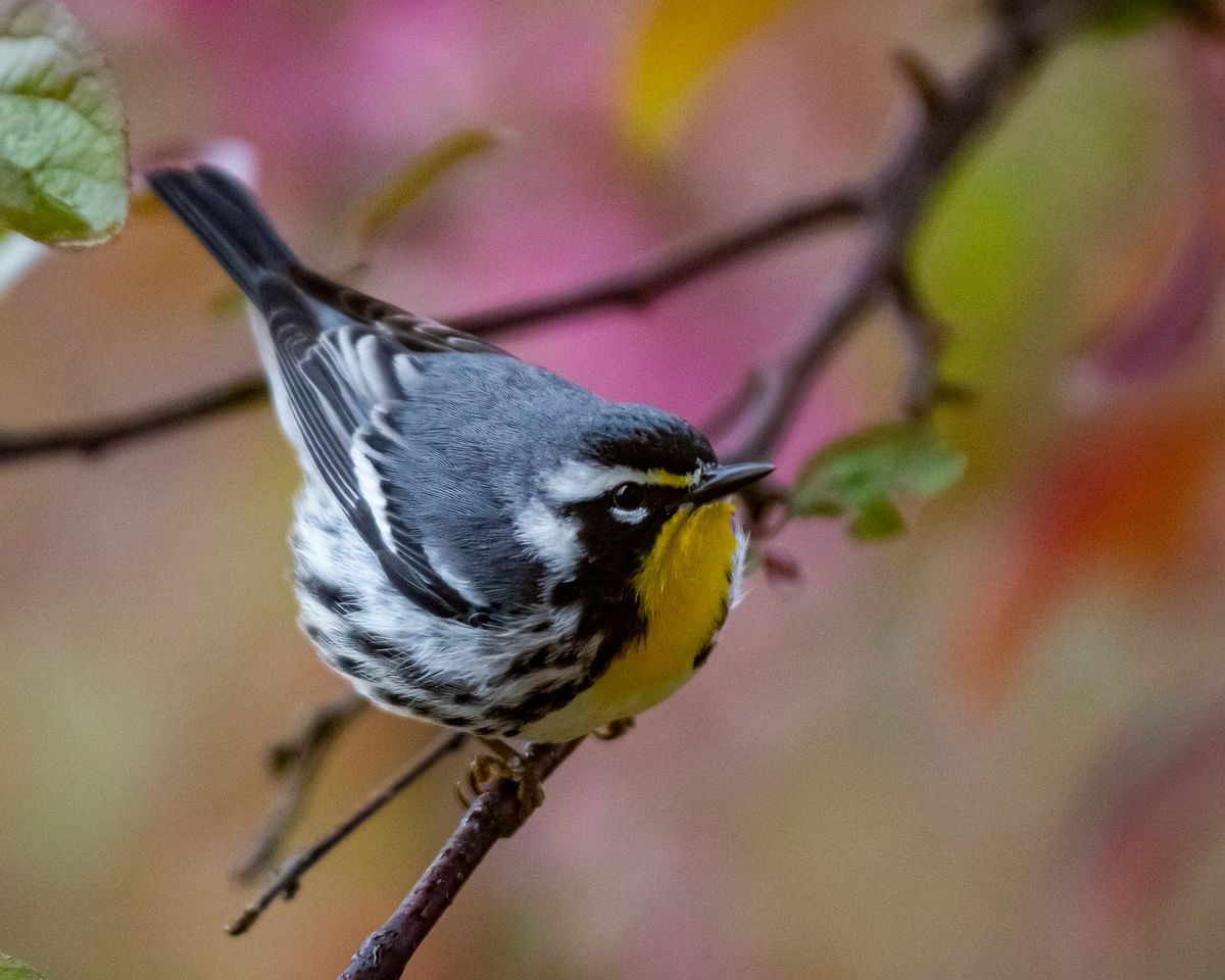 The well-named yellow-throated warbler