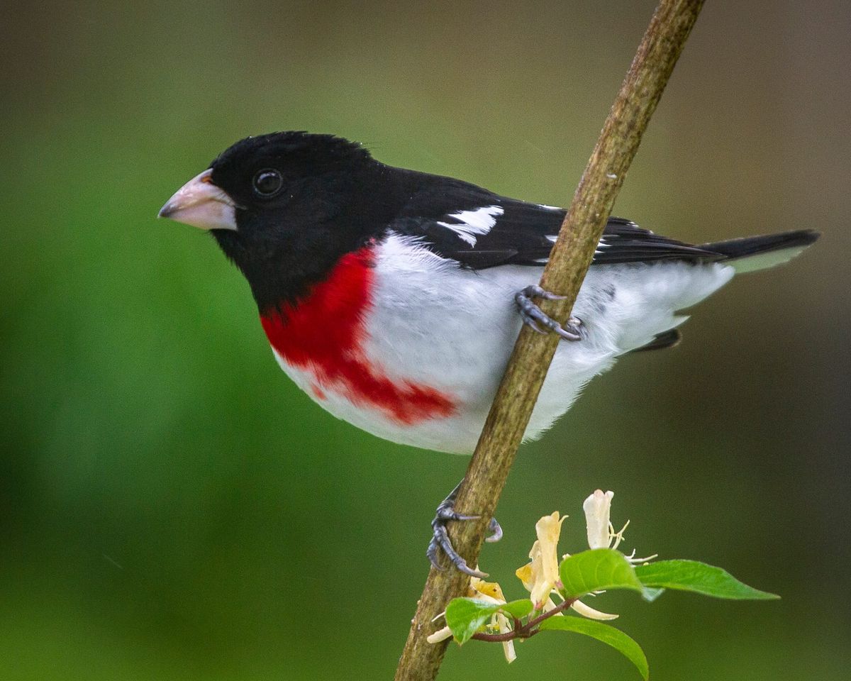 What's black and white and red-breasted? The largest North American finch!