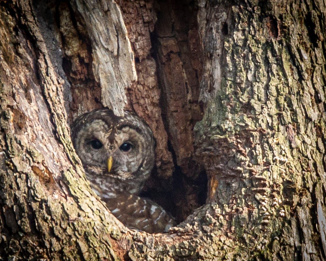 Nesting Time for Barred Owls